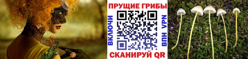хочу   Алапаевск  Галлюциногенные грибы GOLDEN TEACHER 